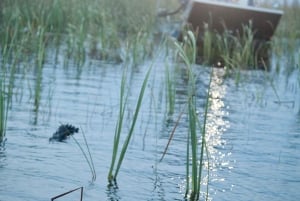 Из Майами: Эверглейдс ночью с экскурсией на аэроглиссере с гидом