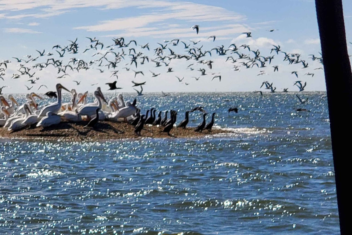 Från Miami: Everglades Tour w/90 minuters båttur & 3 vandringar!
