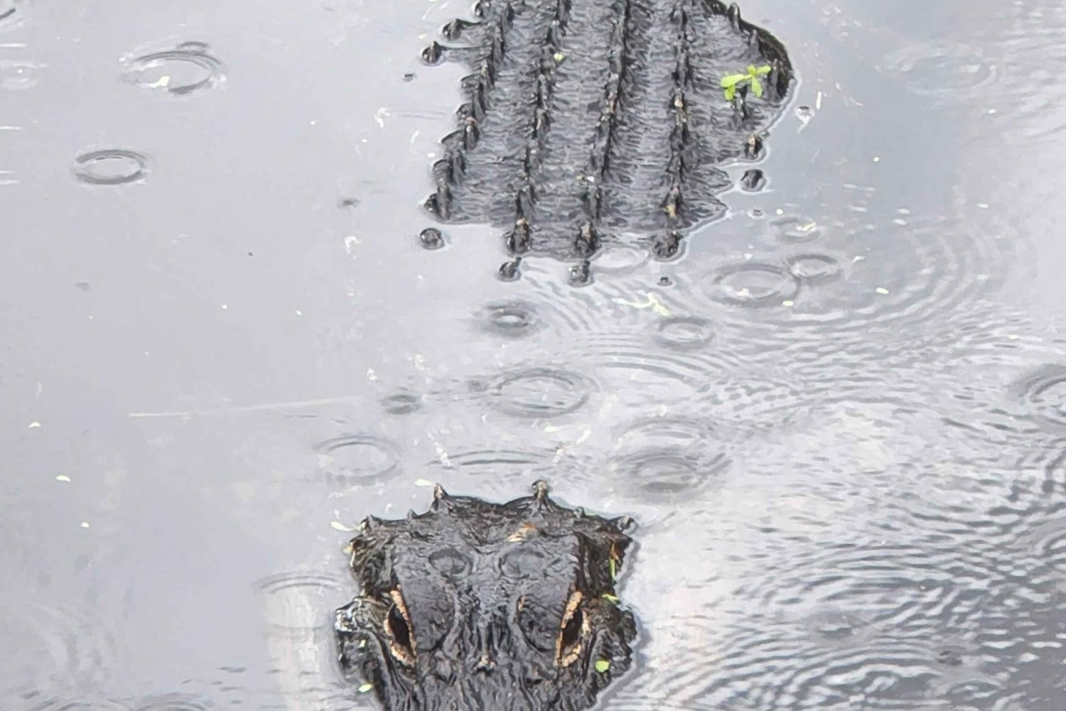Från Miami: Everglades Tour w/90 minuters båttur & 3 vandringar!