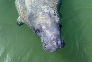 Vanuit Miami: Everglades Tour met 90 minuten rondvaart & 3 wandelingen!