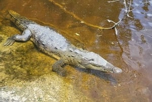 Vanuit Miami: Everglades Tour met 90 minuten rondvaart & 3 wandelingen!