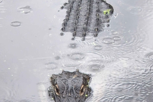 Från Miami: Everglades Tour w/90 minuters båttur & 3 vandringar!