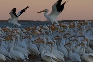 Från Miami: Everglades Tour w/90 minuters båttur & 3 vandringar!