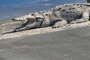 Från Miami: Everglades Tour w/90 minuters båttur & 3 vandringar!