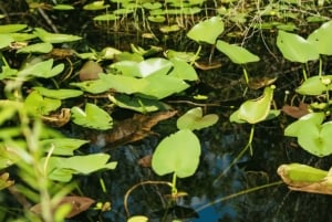 Från Miami: Everglades Tour w/90 minuters båttur & 3 vandringar!