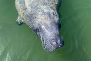 Från Miami: Everglades Tour w/90 minuters båttur & 3 vandringar!