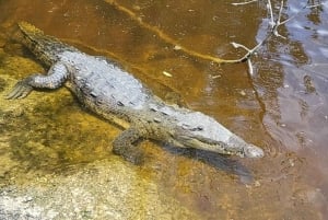 Från Miami: Everglades Tour w/90 minuters båttur & 3 vandringar!