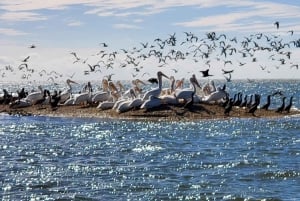 Desde Miami: Tour por los Everglades con tour en barco de 90 minutos