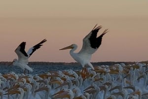 Desde Miami: Tour por los Everglades con tour en barco de 90 minutos