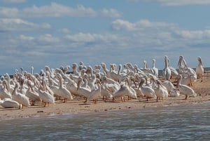 Fra Miami: Everglades Tour m/ 90 minutters bådtur