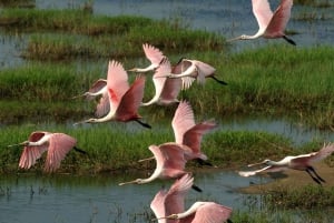 Miamista: Everglades Tour w/ 90 minuutin venematka