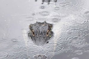 Au départ de Miami : Visite des Everglades avec tour en bateau de 90 minutes