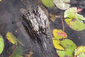 Desde Miami: Tour por los Everglades con tour en barco de 90 minutos