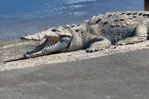 Z Miami: Everglades Tour z 90-minutowym rejsem wycieczkowym łodzią