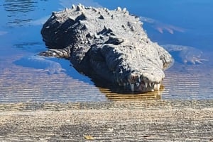 Från Miami: Everglades Tour m/ 90 minuters båttur