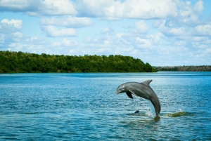 Vanuit Miami: Everglades Tour met natte wandeling, rondvaart en lunch