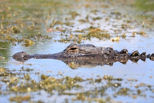 Depuis Miami : Visite des Everglades avec marche sur l'eau, excursions en bateau et déjeuner