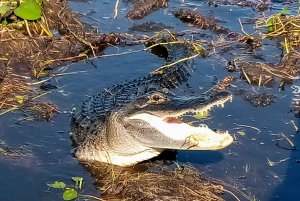 Depuis Miami : Visite des Everglades avec marche sur l'eau, excursions en bateau et déjeuner