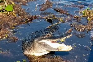 Depuis Miami : Visite des Everglades avec marche sur l'eau, excursions en bateau et déjeuner