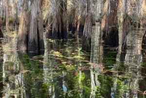 Depuis Miami : Visite des Everglades avec marche sur l'eau, excursions en bateau et déjeuner
