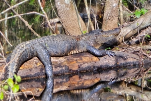 Depuis Miami : Visite des Everglades avec marche sur l'eau, excursions en bateau et déjeuner