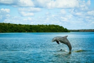 From Miami: Everglades Tour w/ Wet Walk, Boat Trips, & Lunch