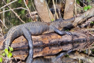 From Miami: Everglades Tour w/ Wet Walk, Boat Trips, & Lunch