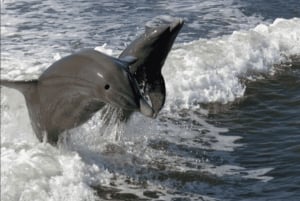 From Miami: Everglades Tour w/ Wet Walk, Boat Trips, & Lunch