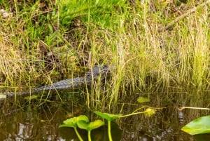 From Miami: Everglades Wildlife Show, Airboat & Bus Transfer