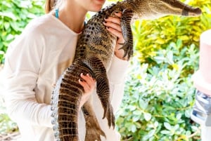 From Miami: Everglades Wildlife Show, Airboat & Bus Transfer