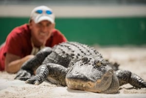From Miami: Everglades, Wildlife Show, & Hop-on Hop-off Tour