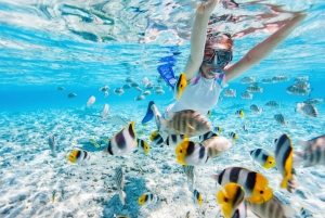 From Miami: Key West Day Trip with Narration