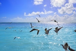 From Miami: Key West Day Trip with Narration