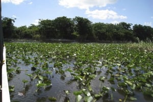 Half-Day Everglades Airboat Tours and Transportation