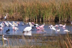 Half-Day Everglades Airboat Tours and Transportation