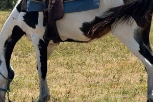 Harmony Horse Riding i Miami