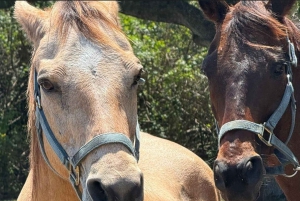 Equitazione Harmony di Miami