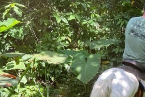 Harmony Horse Riding of Miami