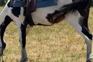 Harmony Horse Riding of Miami