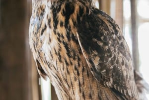 Homestead: Entrada a la granja de caimanes de los Everglades y paseo en hidrodeslizador