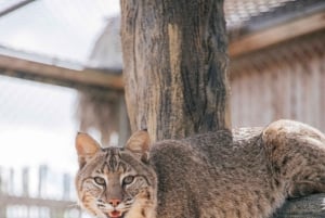 Homestead: Entrada a la granja de caimanes de los Everglades y paseo en hidrodeslizador