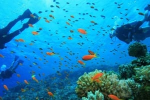 Excursión a Cayo Hueso y Esnórquel en Arrecife de Coral con Barra Libre