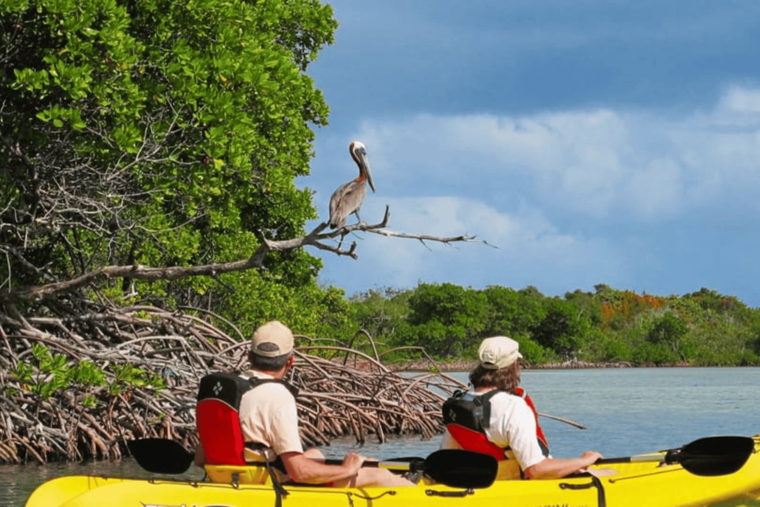 Exploration de la jungle de mangrove en SUP/Kayak