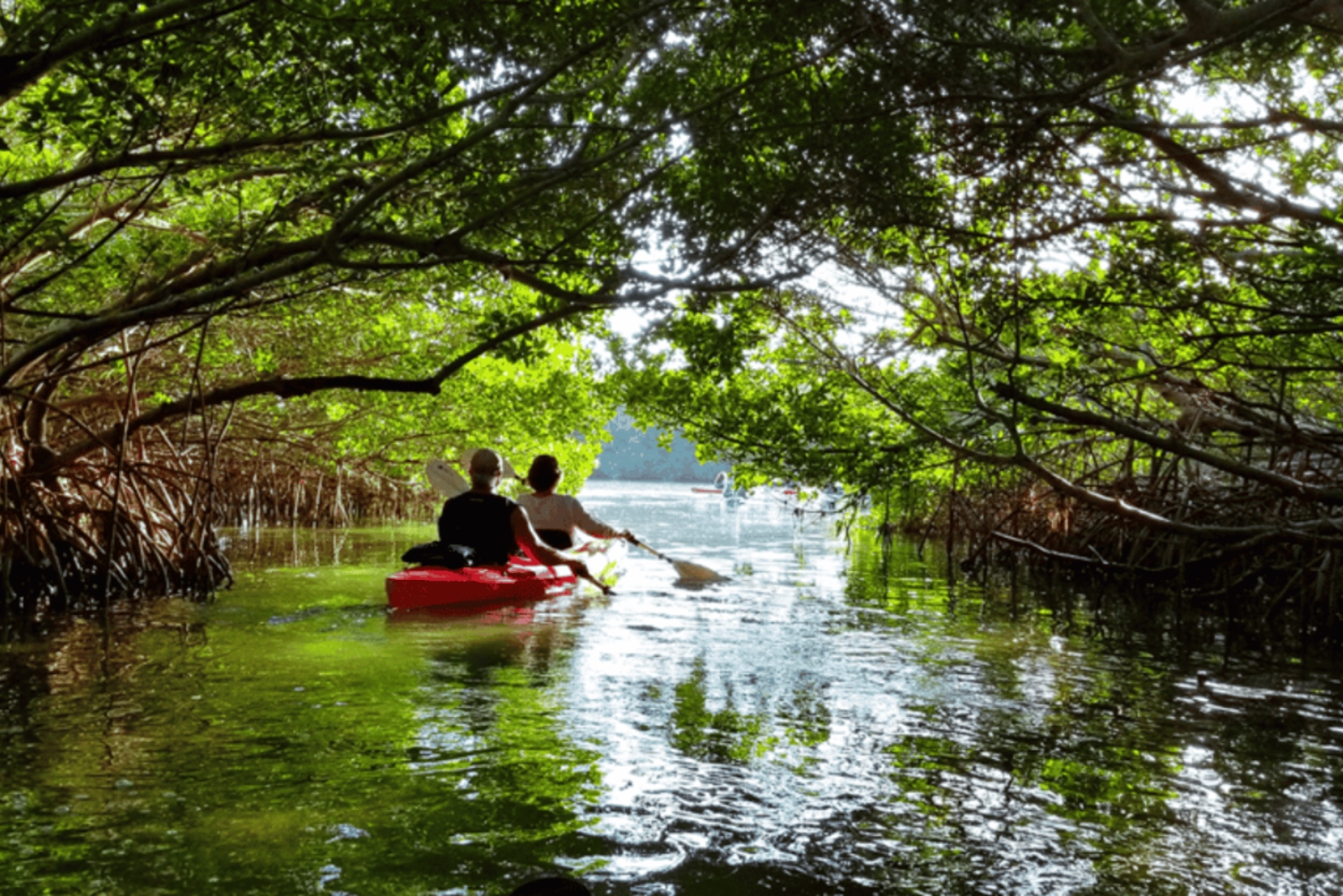 Mangrove Jungle exploration on SUP/Kayak