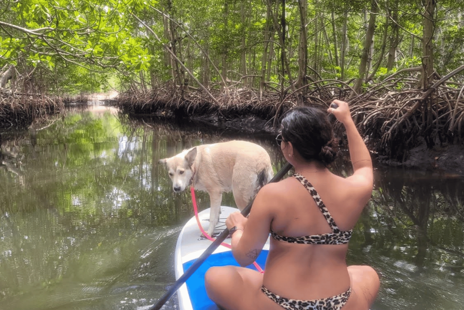 Mangrove Jungle exploration on SUP/Kayak