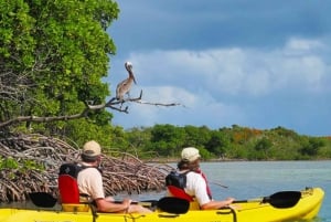 Exploração da selva de mangue em SUP/caiaque