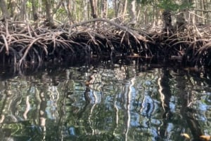 Exploração da selva de mangue em SUP/caiaque