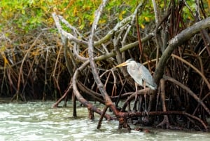 Ontdek de jungle van de mangrove op SUP/kajak