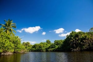 Exploración de la selva de manglares en SUP/Kayak