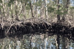Mangrove Jungle exploration on SUP/Kayak